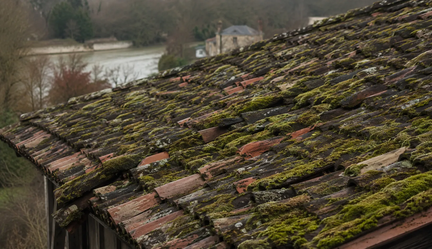 Toiture avant démoussage – mousse et lichens